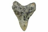 Serrated, Fossil Megalodon Tooth - North Carolina #340857-1